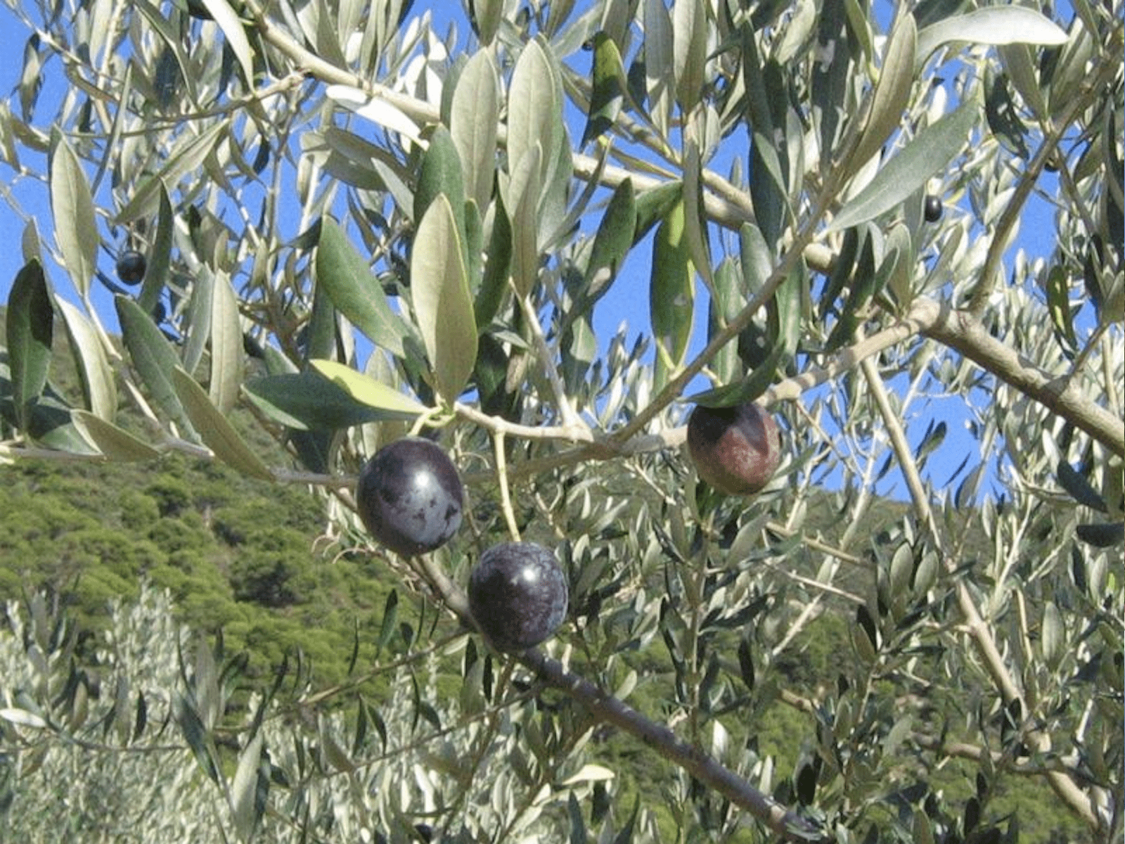 Olives de Nyons
